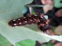 Acronicta_rumicis_larva_pilkkuiltayokkonen_toukka_IMG_7806.JPG