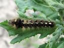 Acronicta_rumicis_larva_pilkkuiltayokkonen_toukka_IMG_7887.jpg