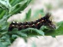 Acronicta_rumicis_larva_pilkkuiltayokkonen_toukka_IMG_7888.JPG