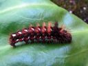 Acronicta_rumicis_larva_pilkkuiltayokkonen_toukka_IMG_8036.JPG