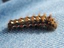 Acronicta_rumicis_larva_pilkkuiltayokkonen_toukka_IMG_9416.jpg