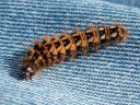 Acronicta_rumicis_larva_pilkkuiltayokkonen_toukka_IMG_9419.jpg