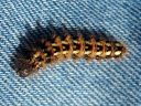 Acronicta_rumicis_larva_pilkkuiltayokkonen_toukka_IMG_9420.jpg