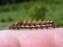 Acronicta_rumicis_larva_pilkkuiltayokkonen_toukka_IMG_9422.jpg