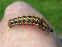 Acronicta_rumicis_larva_pilkkuiltayokkonen_toukka_IMG_9424.jpg