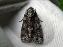 Acronicta_rumicis_pilkkuiltayokkonen_IMG_0299.jpg