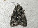 Acronicta_rumicis_pilkkuiltayokkonen_IMG_0512.jpg