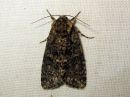 Acronicta_rumicis_pilkkuiltayokkonen_IMG_0811.jpg