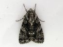 Acronicta_rumicis_pilkkuiltayokkonen_IMG_2552.jpg