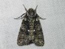 Acronicta_rumicis_pilkkuiltayokkonen_IMG_3387.jpg