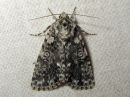 Acronicta_rumicis_pilkkuiltayokkonen_IMG_3585.jpg