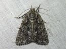 Acronicta_rumicis_pilkkuiltayokkonen_IMG_3832.jpg