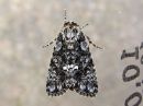 Acronicta_rumicis_pilkkuiltayokkonen_IMG_4759.jpg