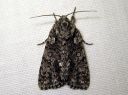 Acronicta_rumicis_pilkkuiltayokkonen_IMG_8529.JPG