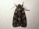 Acronicta_rumicis_pilkkuiltayokkonen_IMG_8547.JPG