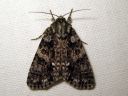 Acronicta_rumicis_pilkkuiltayokkonen_IMG_8945.JPG