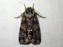 Acronicta_rumicis_pilkkuiltayokkonen_IMG_9169.JPG