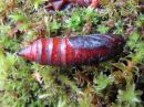 Acronicta_rumicis_pupa_pilkkuiltayokkonen_kotelo_IMG_2928.jpg