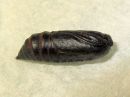 Acronicta_rumicis_pupa_pilkkuiltayokkonen_kotelo_IMG_4215.jpg