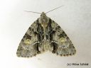 Acronicta_strigosa_tuomiyokkonen_12_6_2014.jpg