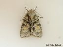 Acronicta_strigosa_tuomiyokkonen_7_6_2014.jpg