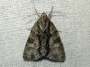 Acronicta_strigosa_tuomiyokkonen_IMG_0131.jpg