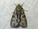 Acronicta_strigosa_tuomiyokkonen_IMG_0215.jpg