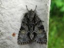 Acronicta_strigosa_tuomiyokkonen_IMG_2693.jpg