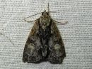 Acronicta_strigosa_tuomiyokkonen_IMG_3065.jpg