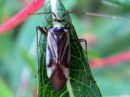 Adelphocoris_lineolatus_viiruviittalude_IMG_4600.JPG