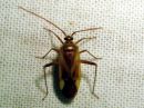 Adelphocoris_lineolatus_viiruviittalude_IMG_6854.JPG