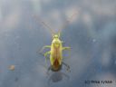 Adelphocoris_quadripunctatus_nokkosviittalude_10_8_2014.jpg