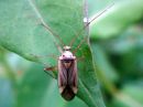 Adelphocoris_quadripunctatus_nokkosviittalude_IMG_6436.JPG