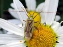 Adelphocoris_quadripunctatus_nokkosviittalude_IMG_6473.JPG