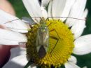 Adelphocoris_quadripunctatus_nokkosviittalude_IMG_7183.JPG