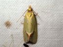 Agapeta_hamana_kersanttikaariainen_IMG_1641.JPG