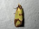 Agapeta_zoegana_korpraalikaariainen_IMG_1653.JPG