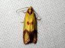 Agapeta_zoegana_korpraalikaariainen_IMG_2134.JPG