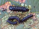 Agelastica_alni_larva_idanlehtikuoriainen_IMG_0647.JPG