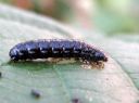 Agelastica_alni_larva_idanlehtikuoriainen_IMG_0648.JPG