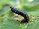 Agelastica_alni_larva_idanlehtikuoriainen_IMG_0923.JPG