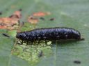 Agelastica_alni_larva_idanlehtikuoriainen_IMG_0927.JPG