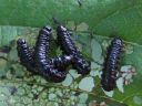 Agelastica_alni_larva_idanlehtikuoriainen_IMG_1148.JPG