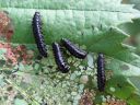 Agelastica_alni_larva_idanlehtikuoriainen_IMG_1149.JPG