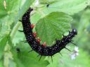 Aglais_io_larva_neitoperhonen_toukka_IMG_0197.JPG