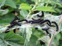 Aglais_io_larva_neitoperhonen_toukka_IMG_0471.JPG