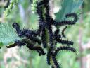 Aglais_io_larva_neitoperhonen_toukka_IMG_0473.JPG