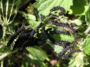 Aglais_io_larva_neitoperhonen_toukka_IMG_0616.JPG