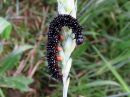 Aglais_io_larva_neitoperhonen_toukka_IMG_1411.jpg