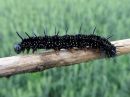 Aglais_io_larva_neitoperhonen_toukka_IMG_1419.jpg